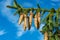 Picea schrenkiana evergreen fir tree with long cones on blue sky