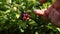 Pick Blueberries fruit, blueberry bush