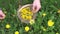 Pick harvesting spring dandelion flower for healthy food