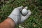 pick up a golfball on grass