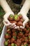 Pick your own strawberries close up of hands