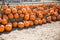 Pick your own variety of pumpkins at the pumpkin patch.