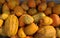 Picked autumn pumpkin harvest_6