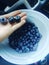 We picked these blueberries ourself