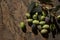 Picked fresh olives ready to processing to olive oil. Harvested fresh olives