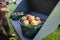 Picked ripe apples are in baskets standing in a wheel loader shovel