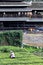 picker on tea plantation and Chengyang bridge