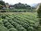Picker on tea plantation in Chengyang village