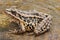 Pickerel Frog Lithobates Rana palustris