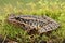 Pickerel Frog Lithobates Rana palustris