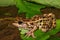 Pickerel Frog (Rana palustris)