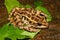Pickerel Frog (Rana palustris)