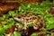 Pickerel Frog (Rana palustris)