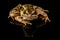 Pickerel Frog Studio Portrait