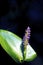 Pickerel Weed  14204