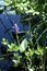 Pickerel Weed