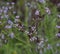 Pickerel Weed Blooms close up