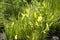 Pickerel Weed Pontederia cordata