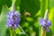Pickerel weed pontederia cordata flower