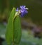 Pickerelweed