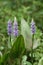 Pickerelweed