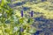 Pickerelweed, Pickerel Rush Water hyacint (Pontederia cordata).