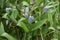 Pickerelweed/Pontederia cordata