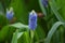 Pickerelweed/Pontederia cordata