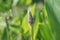 Pickerelweed Pontederia cordata, a budding flower spike