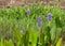 Pickerelweed or pontederia cordata plant with purple flowers