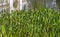 Pickerelweed, Pontederia parviflora, aquatic plants, Rio
