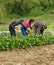 Pickers picking chard and put in a full basket