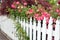 Picket fence with roses