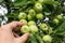 Picking apple from bunch of organic green apples hanging in the apple tree