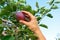 ï»¿picking an apple in tree orchard harvesting