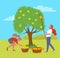 Picking Apples in Garden Trees and Bushes Outdoors