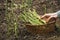 Picking Asparagus with hands