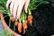 Picking baby carrots, for Christmas day dinner, in 2020.