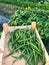 picking beans on the plot, green string beans, summer vegetables, box with harvest from the garden