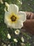 Picking beautiful flower turnera subulata or white buttercup flower plant