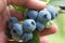 Picking berries of blueberry. Hand closeup.