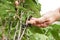 picking berries from branch of blackcurrant. vegetarian farming concept