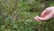 Picking berries in the forest. Finland.