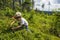 Picking bilberries