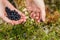 Picking bilberries