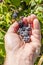 Picking blackberries fruit with his left hand