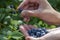 Picking blueberries