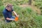 Picking blueberries