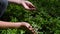 Picking blueberries close-up caucasian woman hands bush