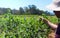 Picking blueberries on the farm